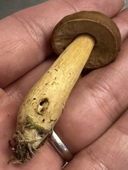 Aureoboletus roxanae