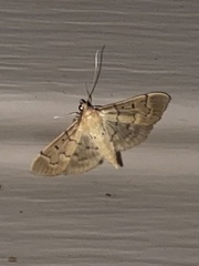 Herpetogramma bipunctalis