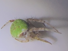 Araneus detrimentosus