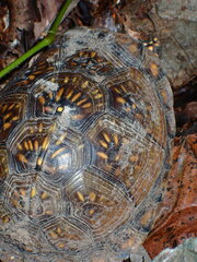 Terrapene carolina triunguis