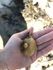 Aplidium californicum