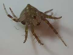 Araneus detrimentosus