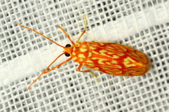 Lactura erythractis