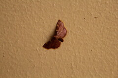 Hypsopygia