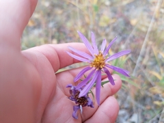 Galatella dahurica