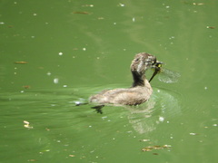 Tachybaptus dominicus
