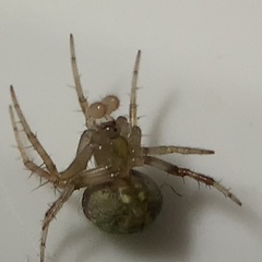 Araneus detrimentosus