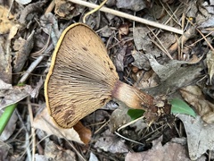 Paxillus