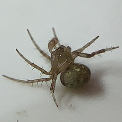 Araneus detrimentosus