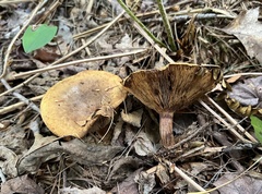 Paxillus
