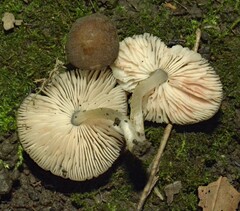 Pluteus romellii