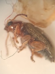 Chrysomeloidea