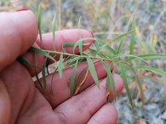 Galatella dahurica