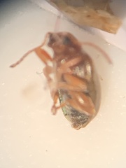 Chrysomeloidea