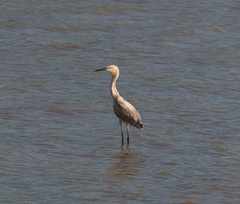 Egretta rufescens