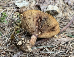Paxillus