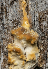 Gloeoporus dichrous