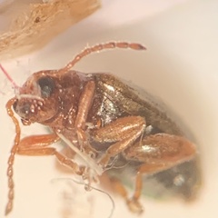Chrysomeloidea