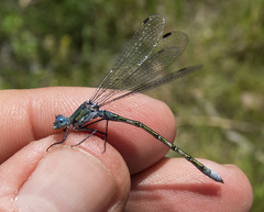Lestes dryas