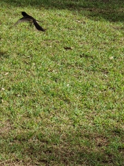 Rhipidura leucophrys