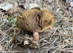 Paxillus
