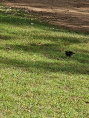 Rhipidura leucophrys