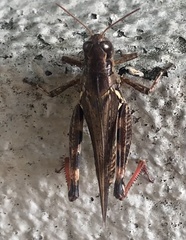 Melanoplus sanguinipes