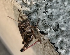 Melanoplus sanguinipes