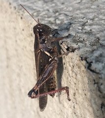 Melanoplus sanguinipes