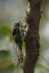 Neotibicen tibicen australis