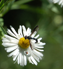 Pelecinobaccha costata