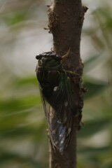 Neotibicen tibicen australis