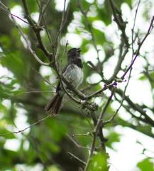 Sporophila morelleti