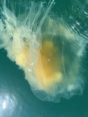 Phacellophora camtschatica