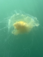 Phacellophora camtschatica