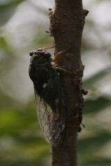 Neotibicen tibicen australis