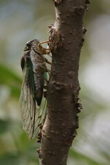 Neotibicen tibicen australis