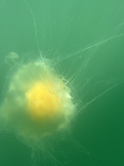 Phacellophora camtschatica