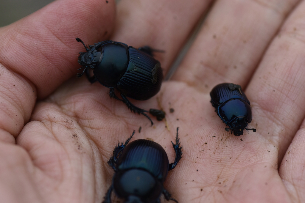 Onthotrupes onitidipes
