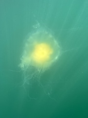 Phacellophora camtschatica