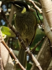 Meliphaga lewinii