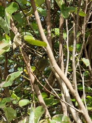 Meliphaga lewinii