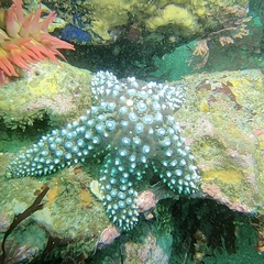 Pisaster giganteus