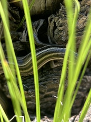 Plestiodon multivirgatus