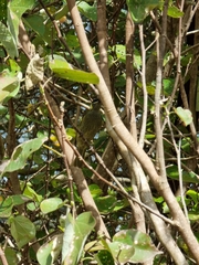 Meliphaga lewinii