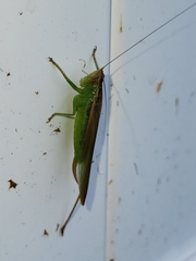 Conocephalus fasciatus