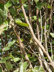 Meliphaga lewinii