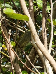 Meliphaga lewinii