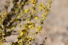 Verbascum