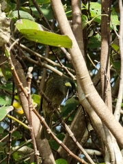 Meliphaga lewinii